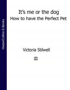 its-me-or-the-dog-how-to-have-the-perfect-pet