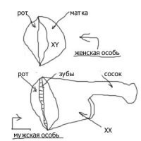 ������ �������� �������� ������ �������  -  ������� ���.