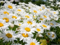 �������� ���� �������