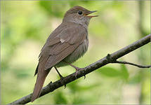 ��� � ������� ������� ����