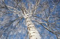 �������� ���