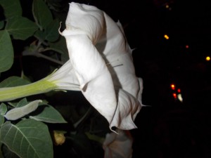 ��������� ��������� ����