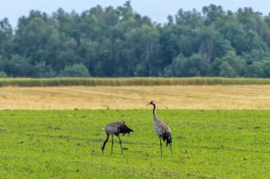 ��� �����