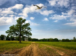 ��� �����