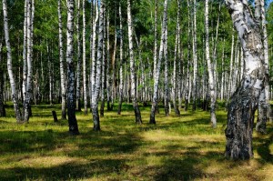 ���� ��������