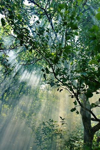 ����� �����