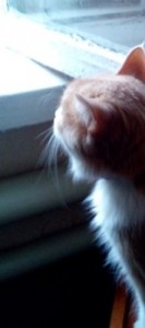 ������ ����