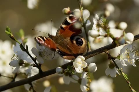 �������� ����������