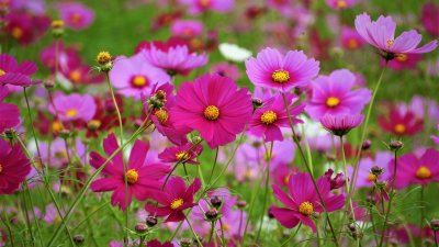 ����������, ����!