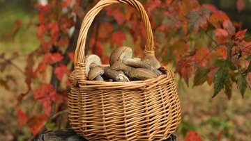 �Ѩ ���� ������ � �������