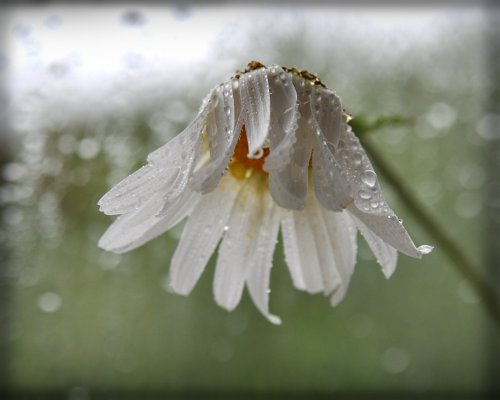 ���� ����������