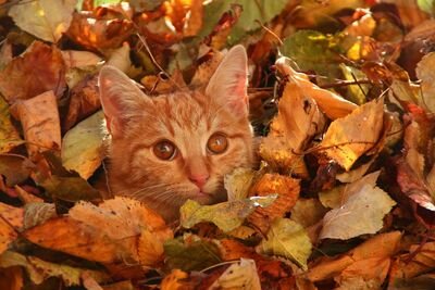 ������� ������ � ���