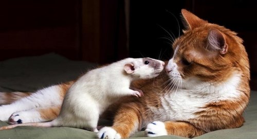 ������ ����� �� ������� "�� ��� "