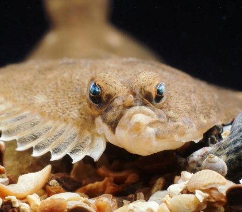 ������ �������, ���