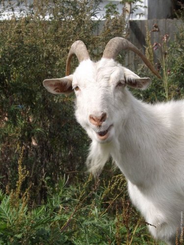 ���� (�������)