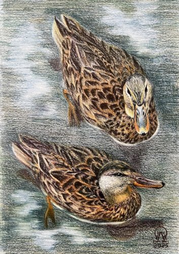 ����� � �������... (690)