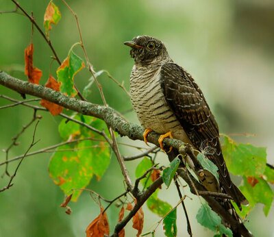 ������ ���