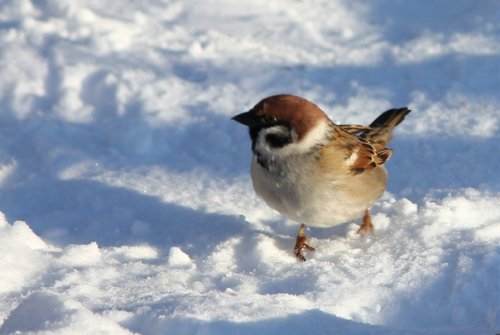 �������� �������. �������