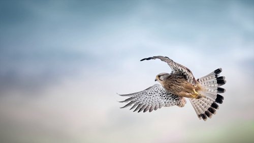 ����� ���� ����� ������