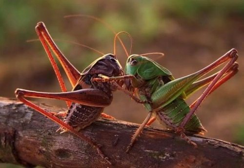 ���� �������������